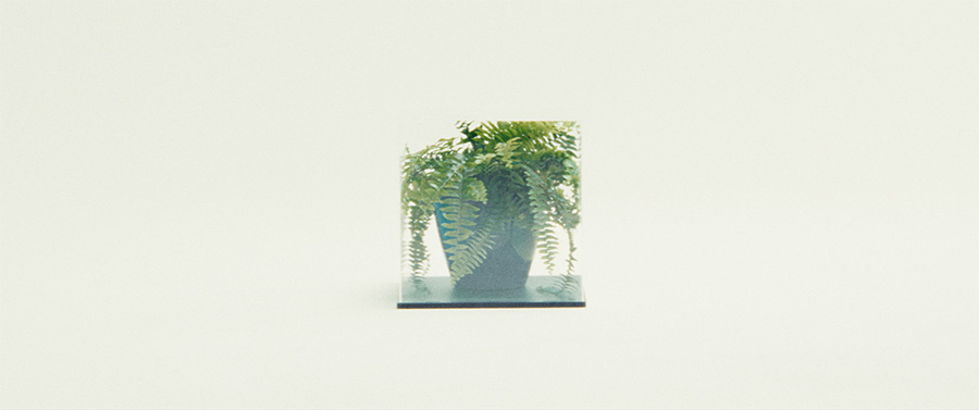 A fern within a transparent cube