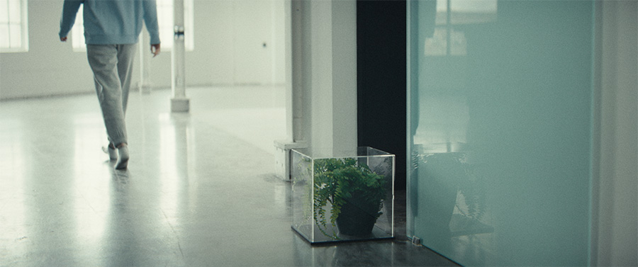 a fern within a transparent cube