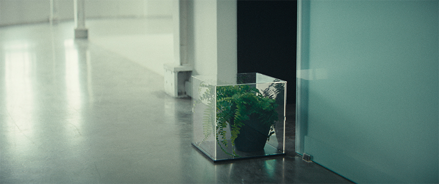 NIHIL scene - a fern in a transparent cube